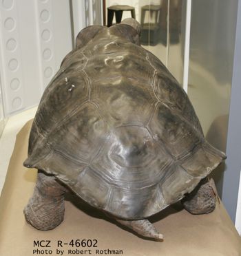 Media type: image; Herpetology R-46602